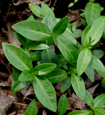 image of Vinca minor, Common Periwinkle, Myrtle Vinca