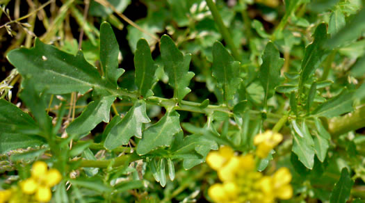 image of Barbarea verna, Early Winter-cress, Creasy