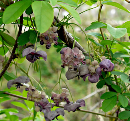 image of Akebia quinata, Five-leaf Akebia, Chocolate-vine