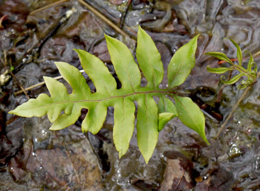 image of Lorinseria areolata, Netted Chain-fern, Net-veined Chainfern