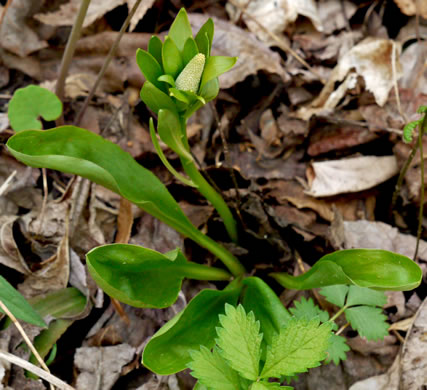 image of Chamaelirium luteum, Fairywand, Devil's Bit