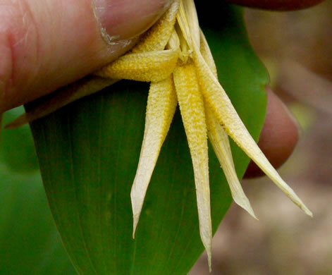 Uvularia perfoliata, Perfoliate Bellwort