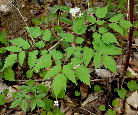 image of Actaea pachypoda, Doll's-eyes, White Baneberry, White Cohosh