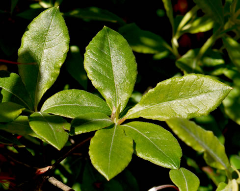 image of Rhododendron flammeum, Oconee Azalea