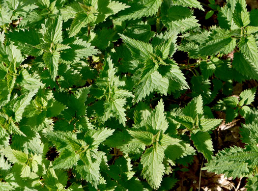 image of Urtica dioica ssp. dioica, European Stinging Nettle, Great Nettle