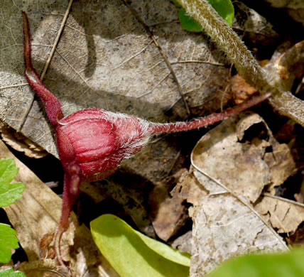 image of Asarum acuminatum, Acuminate Wild Ginger