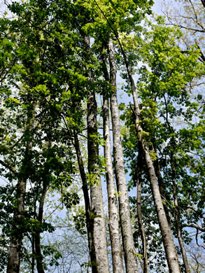 image of Aesculus flava, Yellow Buckeye