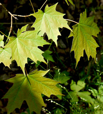 image of Acer saccharum var. saccharum, Sugar Maple, Hard Maple, Sugar-tree