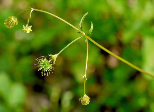 Geum vernum, Spring Avens, Heartleaf Avens