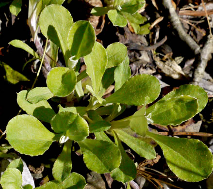 image of Antennaria howellii ssp. neodioica, Pussytoes