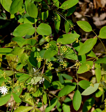 image of Taenidia integerrima, Yellow Pimpernel