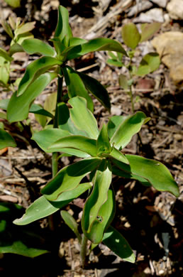 image of Lilium michauxii, Carolina Lily, Michaux’s Lily