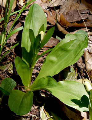 image of Chamaelirium luteum, Fairywand, Devil's Bit