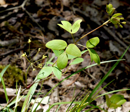 image of Taenidia integerrima, Yellow Pimpernel