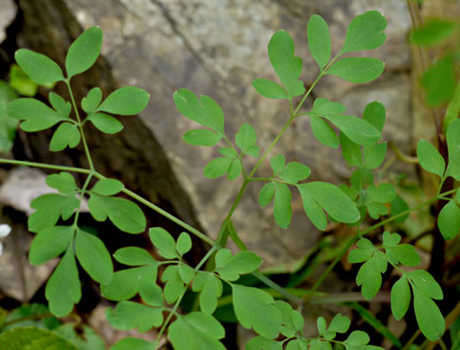 image of Adlumia fungosa, Climbing Fumitory, Allegheny Vine, Cliff-Harlequin