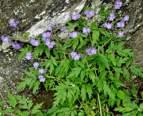 image of Phacelia bipinnatifida, Fernleaf Phacelia, Purple Phacelia, Forest Phacelia