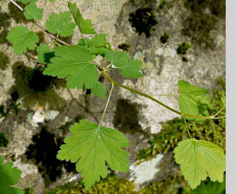 image of Ribes cynosbati, Prickly Gooseberry, Dogberry