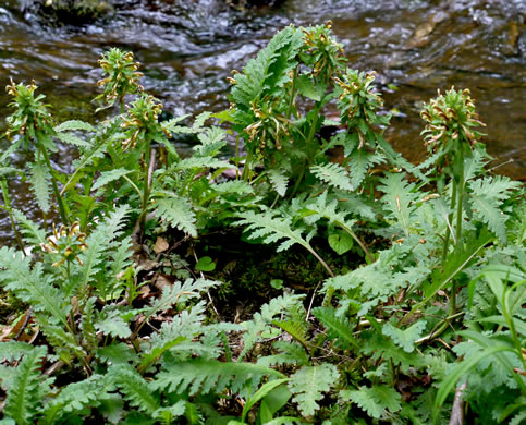 image of Pedicularis canadensis, Wood-betony, Eastern Lousewort, Fernleaf, Canadian Lousewort