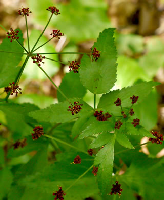 image of Thaspium trifoliatum var. trifoliatum, Purple Meadow-parsnip, Woodland Parsnip