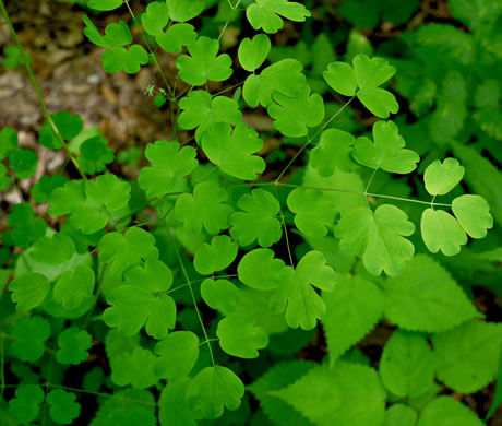 image of Thalictrum dioicum, Early Meadowrue