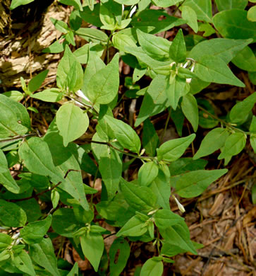 image of Melampyrum lineare, Cow-wheat