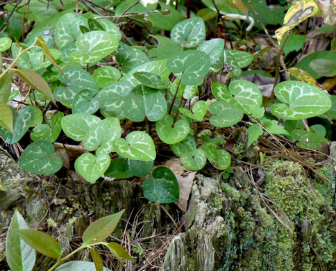 image of Hexastylis harperi, Harper's Heartleaf