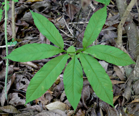 image of Arisaema dracontium, Green Dragon