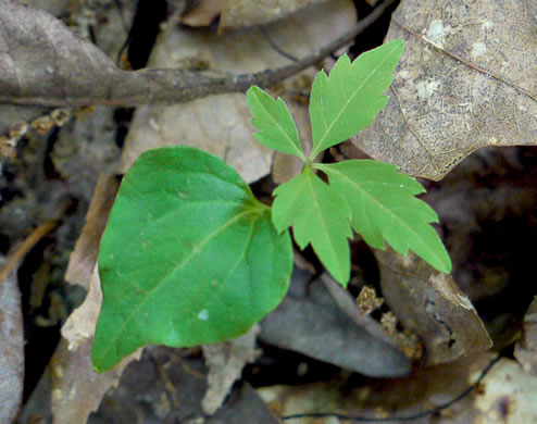 image of Parthenocissus quinquefolia, Virginia Creeper