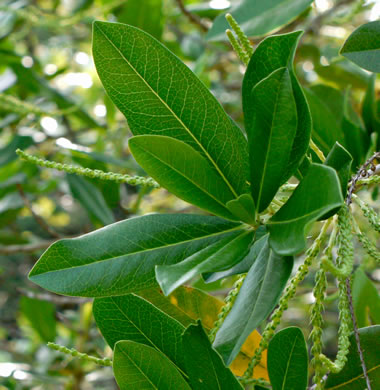 image of Cyrilla racemiflora, Titi, Swamp Cyrilla, Leatherwood