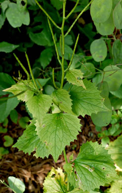 image of Alliaria petiolata, Garlic Mustard, Hedge Garlic