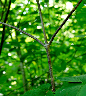 image of Viburnum lantanoides, Witch Hobble, Moosewood, Hobblebush, Tangle-legs