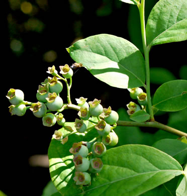 image of Vaccinium corymbosum, Smooth Highbush Blueberry, Northern Highbush Blueberry