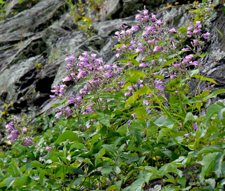 image of Penstemon smallii, Small's Beardtongue, Blue Ridge Beardtongue