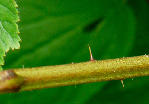 image of Rubus allegheniensis var. allegheniensis, Allegheny Blackberry