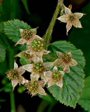 image of Rubus allegheniensis var. allegheniensis, Allegheny Blackberry