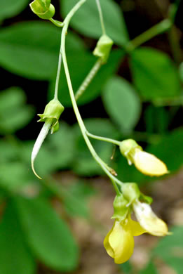 image of Thermopsis fraxinifolia, Ashleaf Golden-banner