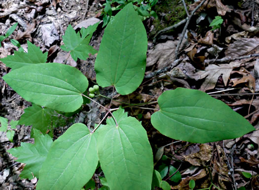 image of Smilax biltmoreana, Biltmore Carrionflower