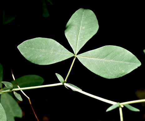 image of Thermopsis fraxinifolia, Ashleaf Golden-banner