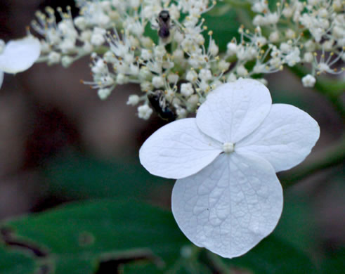 image of Hydrangea radiata, Snowy Hydrangea, Silverleaf Hydrangea