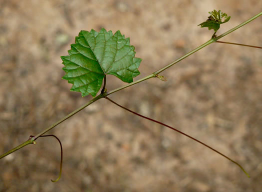 image of Muscadinia rotundifolia var. rotundifolia, Muscadine, Scuppernong