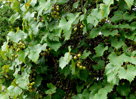 image of Muscadinia rotundifolia var. rotundifolia, Muscadine, Scuppernong