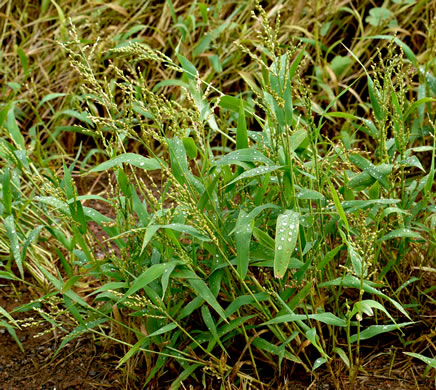 image of Urochloa ramosa, Browntop Millet, Dixie Signalgrass