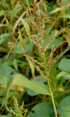 image of Urochloa ramosa, Browntop Millet, Dixie Signalgrass