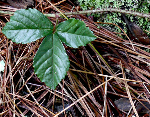 image of Rubus hispidus, Swamp Dewberry, Bristly Dewberry