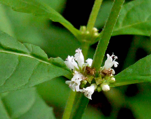 image of Lycopus virginicus, Virginia Bugleweed, Virginia water horehound