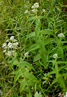 image of Eupatorium perfoliatum, Boneset