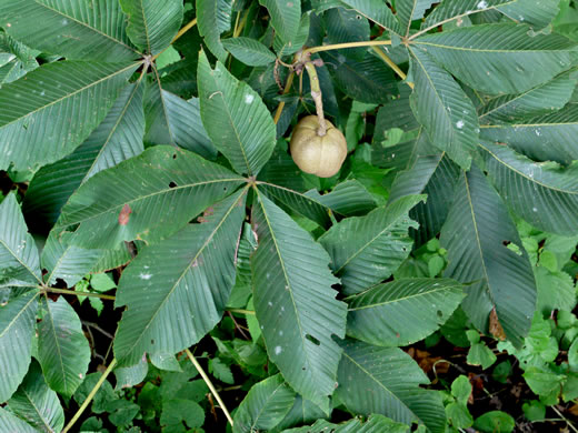 image of Aesculus flava, Yellow Buckeye