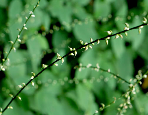 image of Persicaria virginiana, Virginia Jumpseed