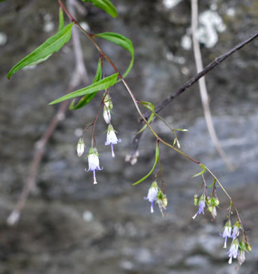 image of Campanula divaricata, Southern Harebell, Appalachian Bellflower