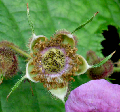 image of Rubacer odoratum, Purple Flowering-raspberry, Thimbleberry, Eastern Mapleleaf-raspberry